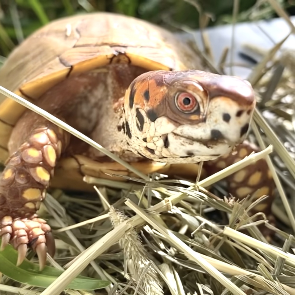 box turtle sits on hay