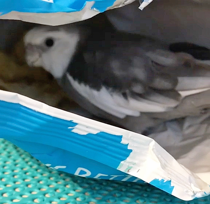 cockatiel in bag of chips love and feathers