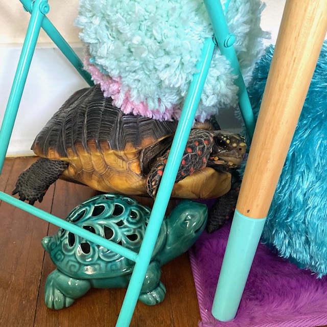 redfoot tortoise with tortoise statue