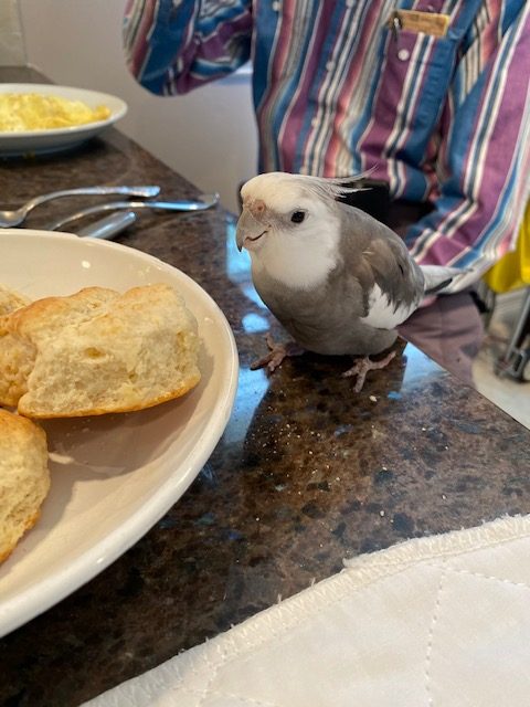 cockatiel with biscuit