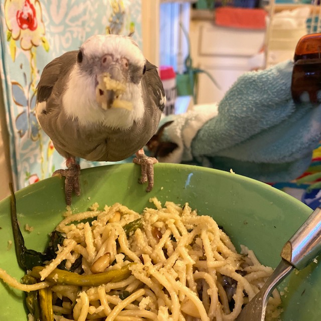 Cockatiel eats pasta from a bowl