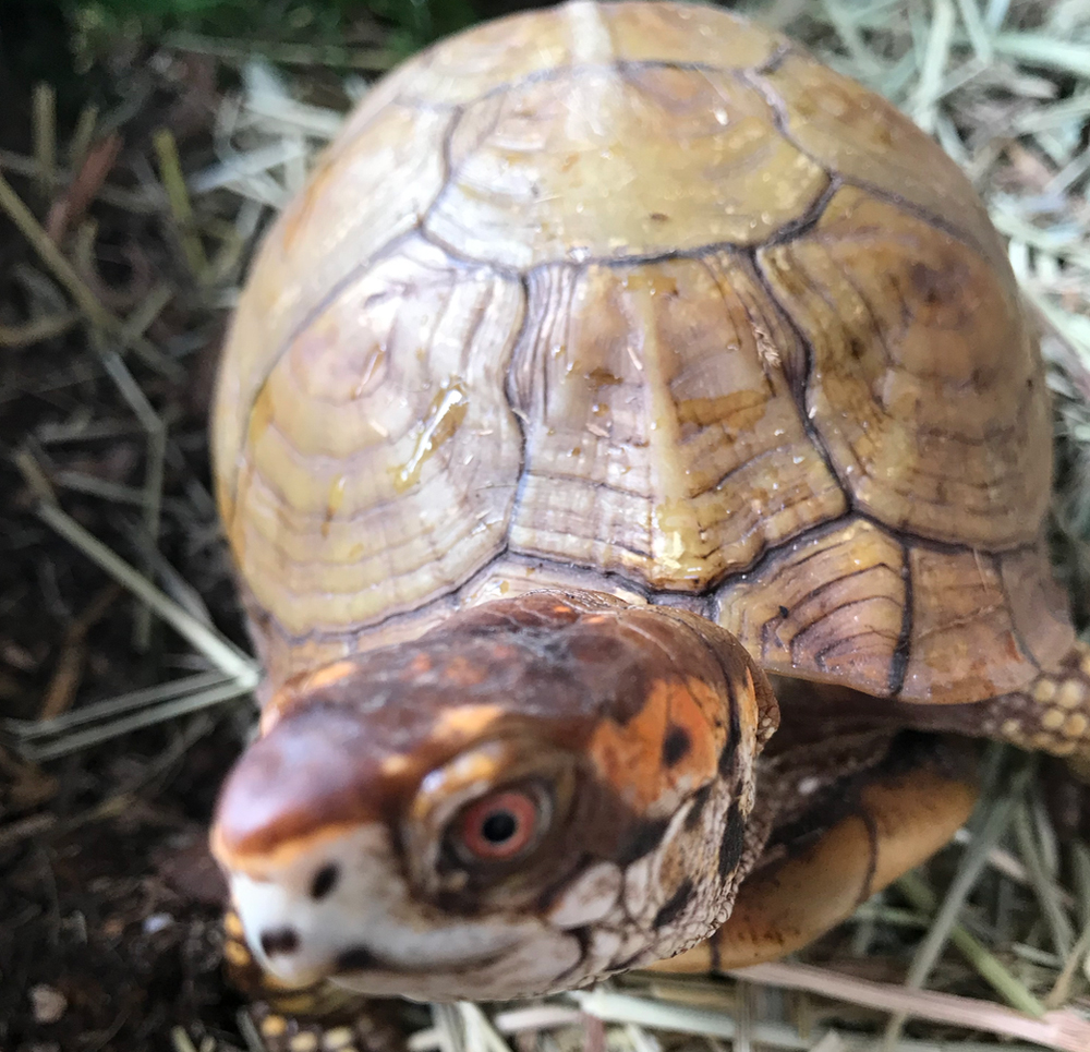 Box turtle cheeks ears