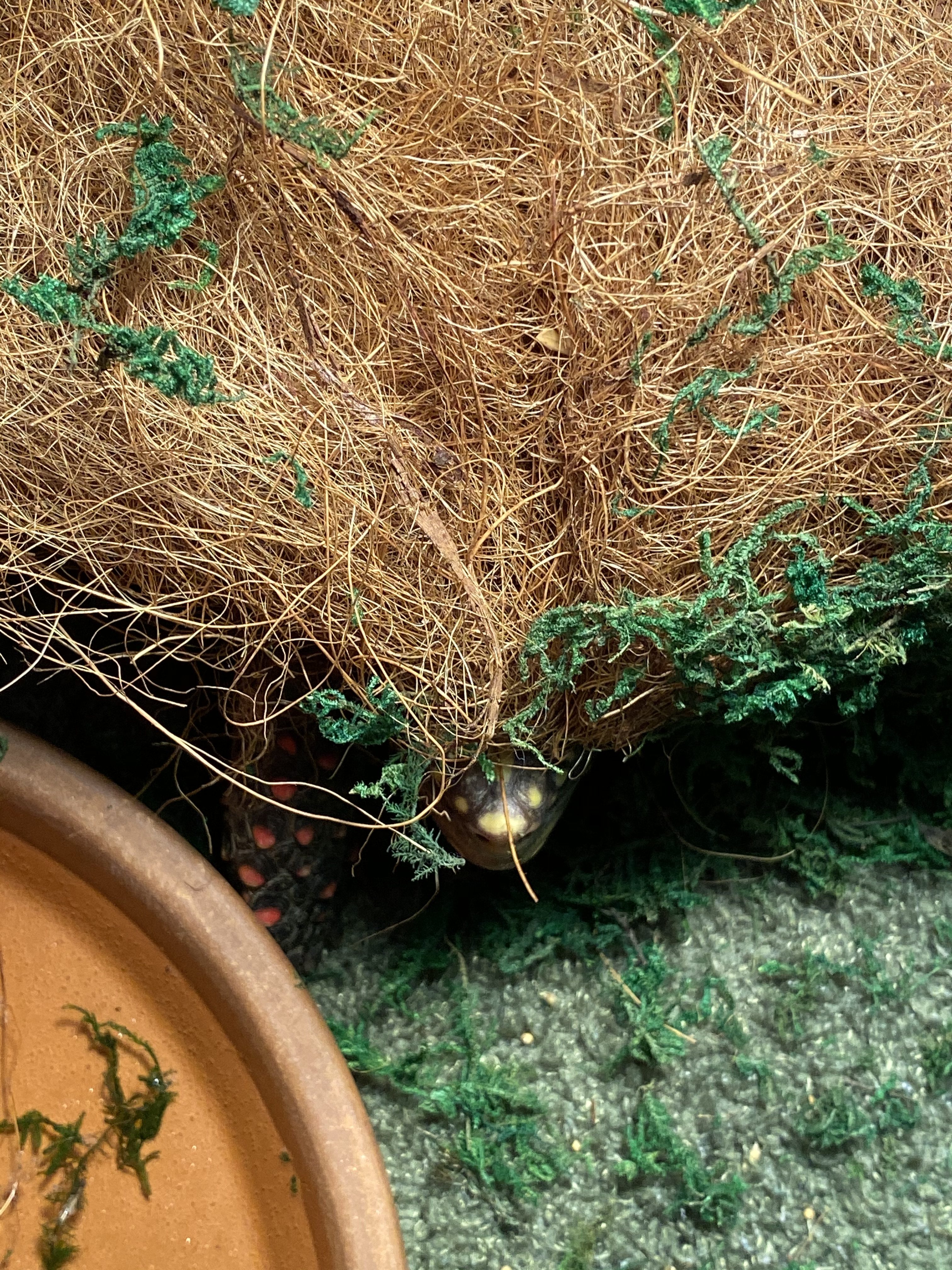 Tortoise under coconut coir