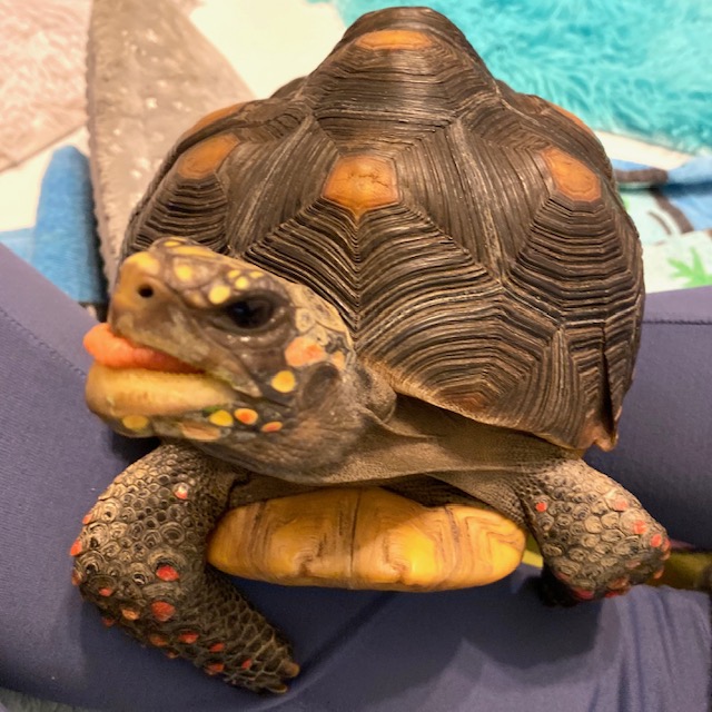 pet redfoot tortoise