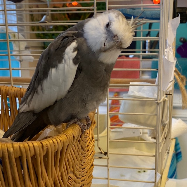 Cockatiel poses on wicker basket