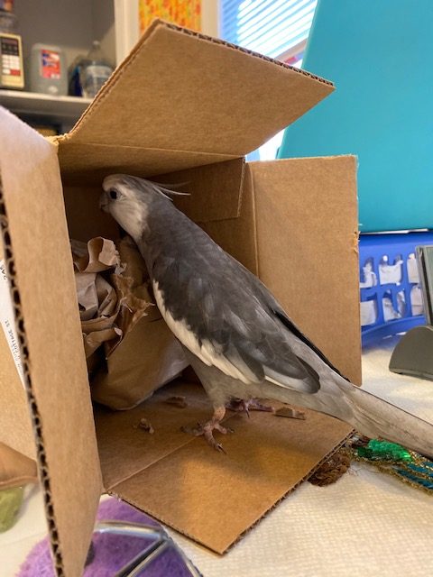 cockatiel with cardboard box