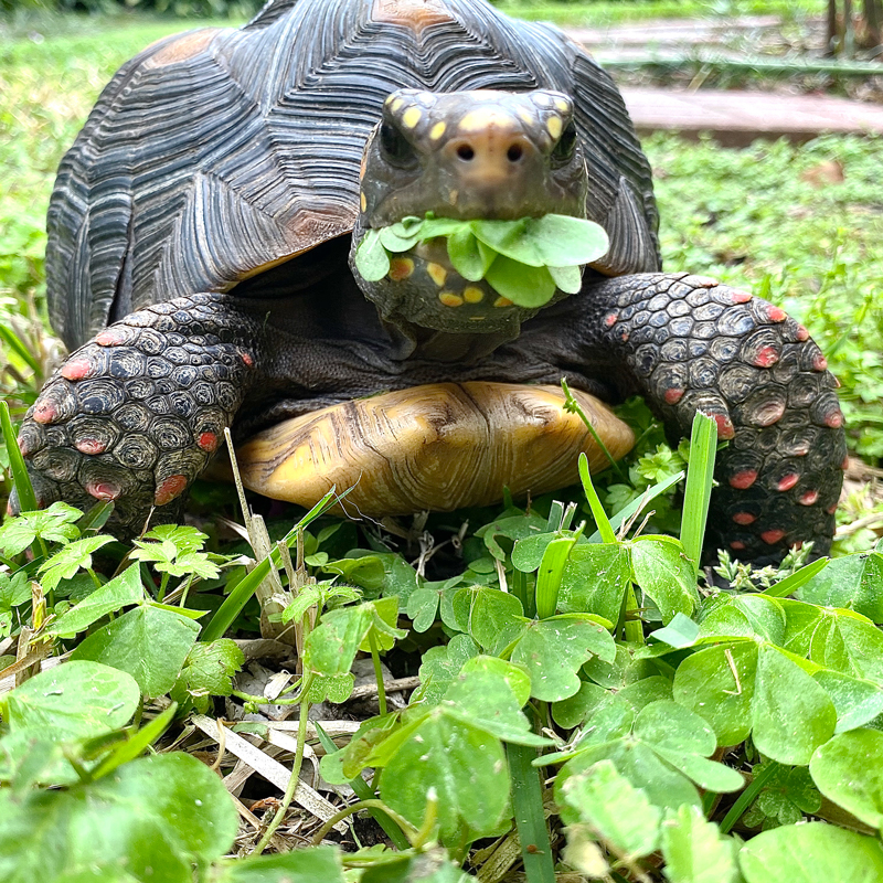 redfoot tortoise munches clover