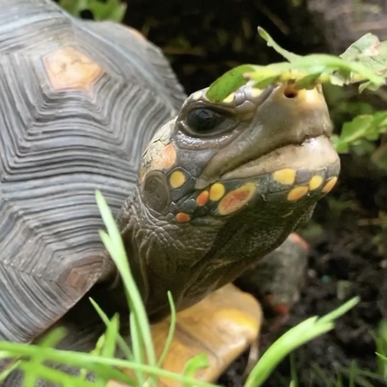 redfoot tortoise sniffs fern