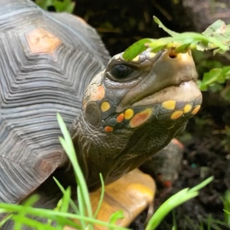 redfoot tortoise sniffs fern