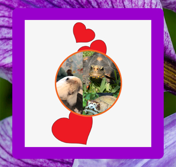 pearl, malti, bruce, patreon tiers