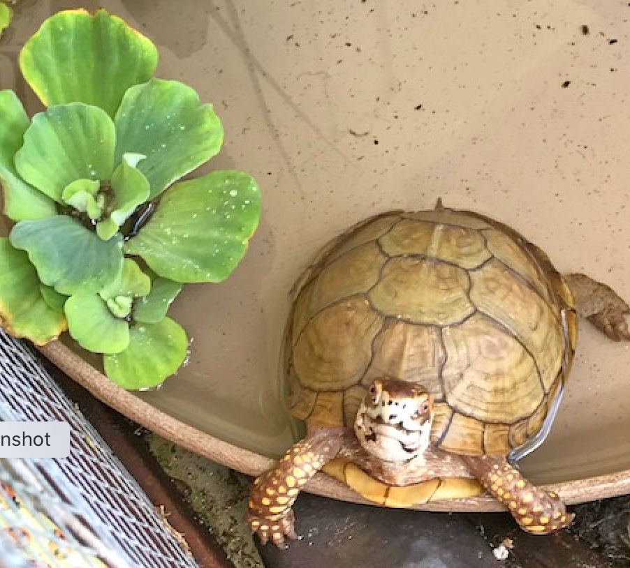 box turtle swimming