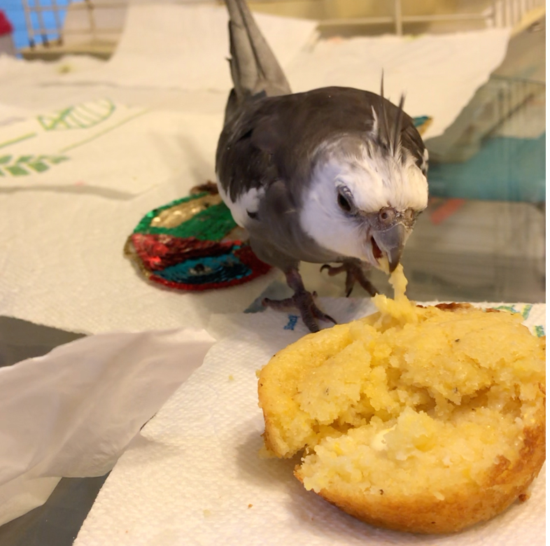 cockatiel eating corn muffin waffles and more