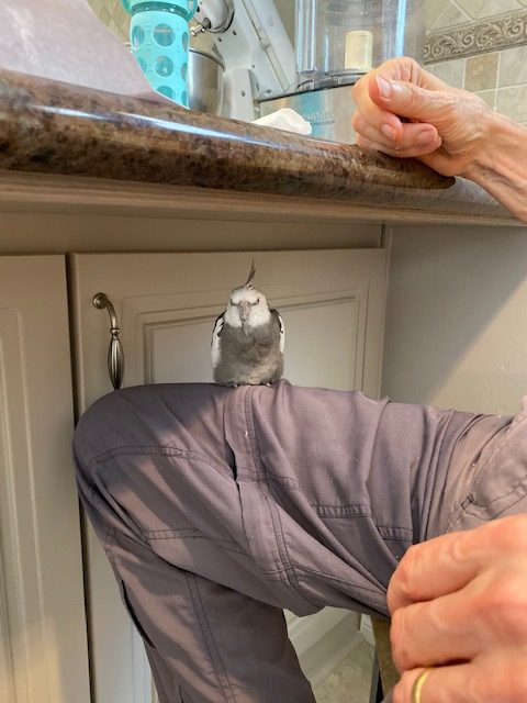 Cockatiel roosting