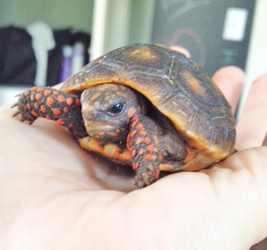 redfoot tortoise hatchling