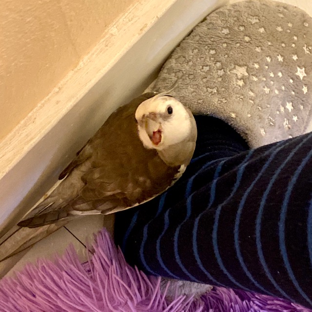 cockatiel sits on slipper