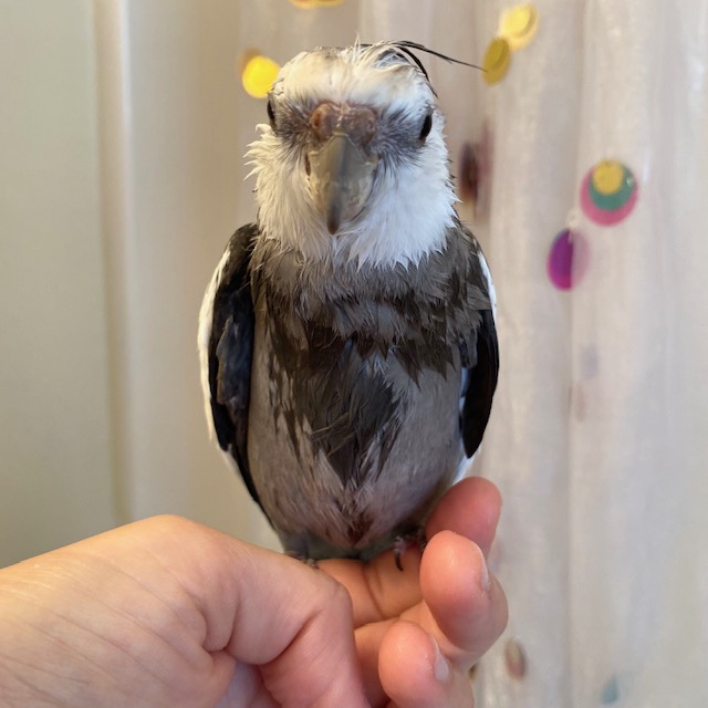 wet cockatiel