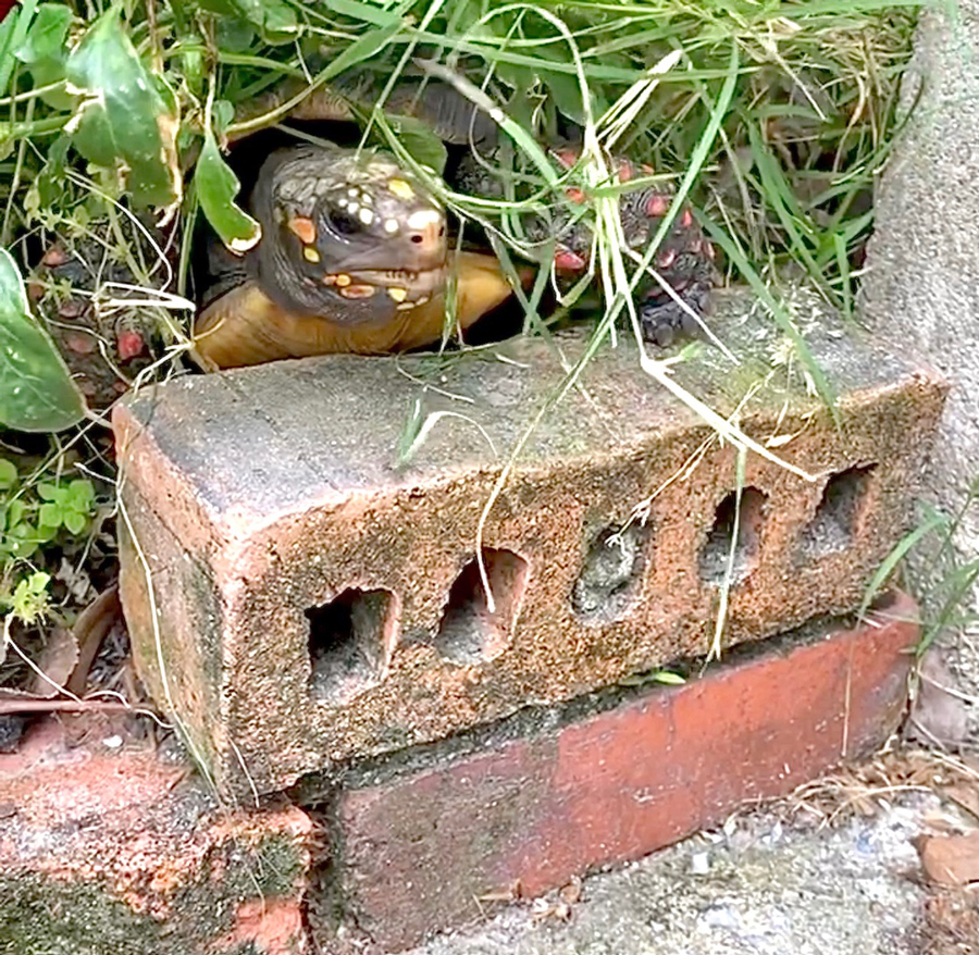tortoise moving a brick