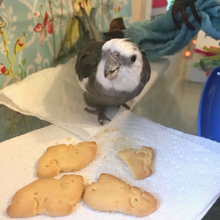 Animal crackers cockatiel 5