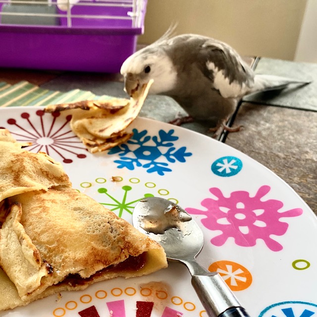 cockatiel eats crepe