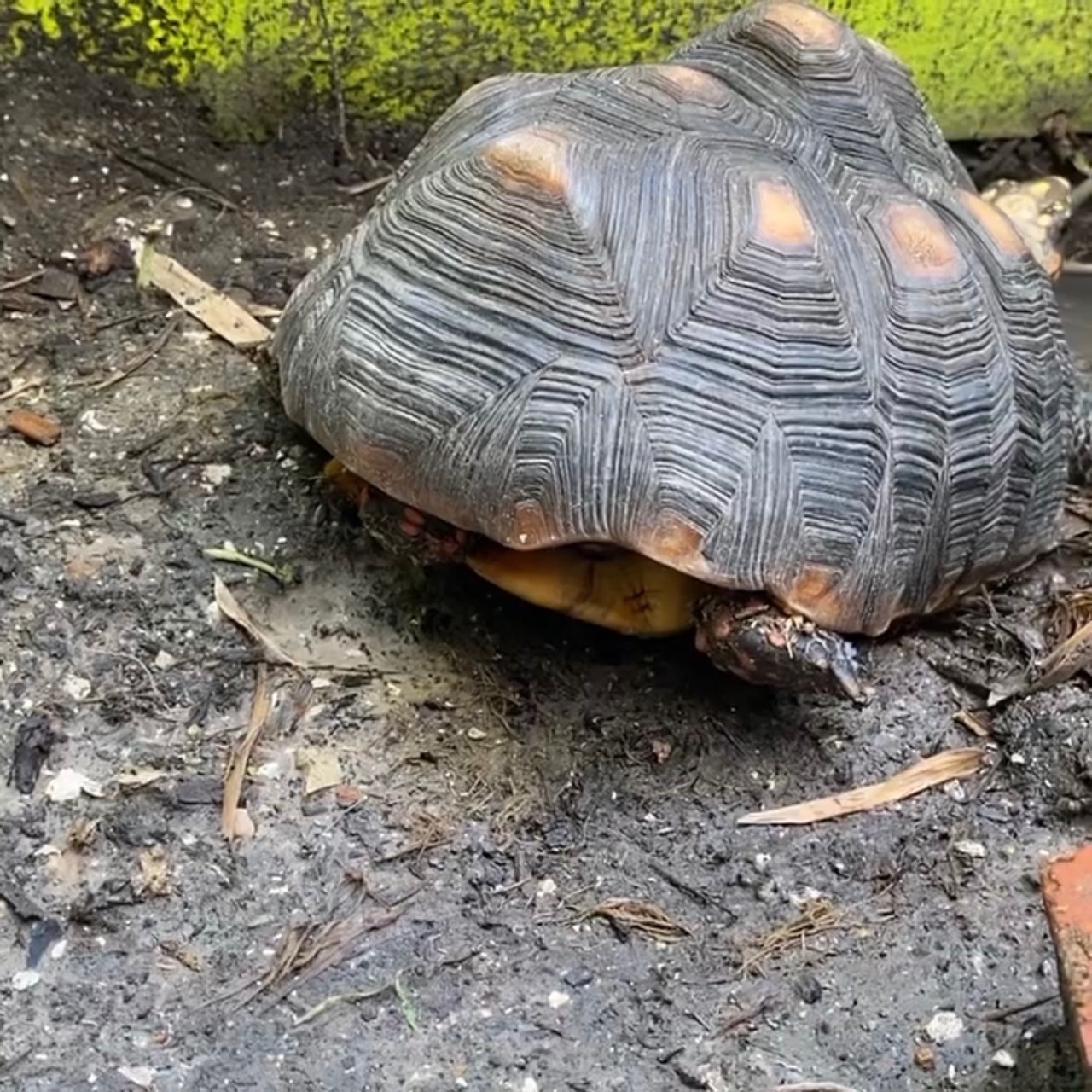 redfoot tortoise carapace
