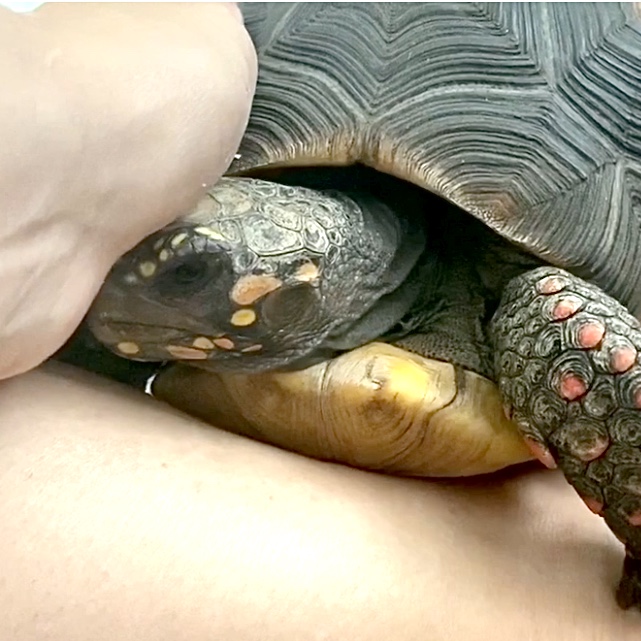 pet redfoot tortoise enjoys a cuddle