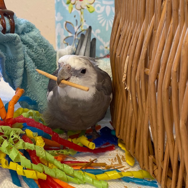 Cockatiel bites wicker twig