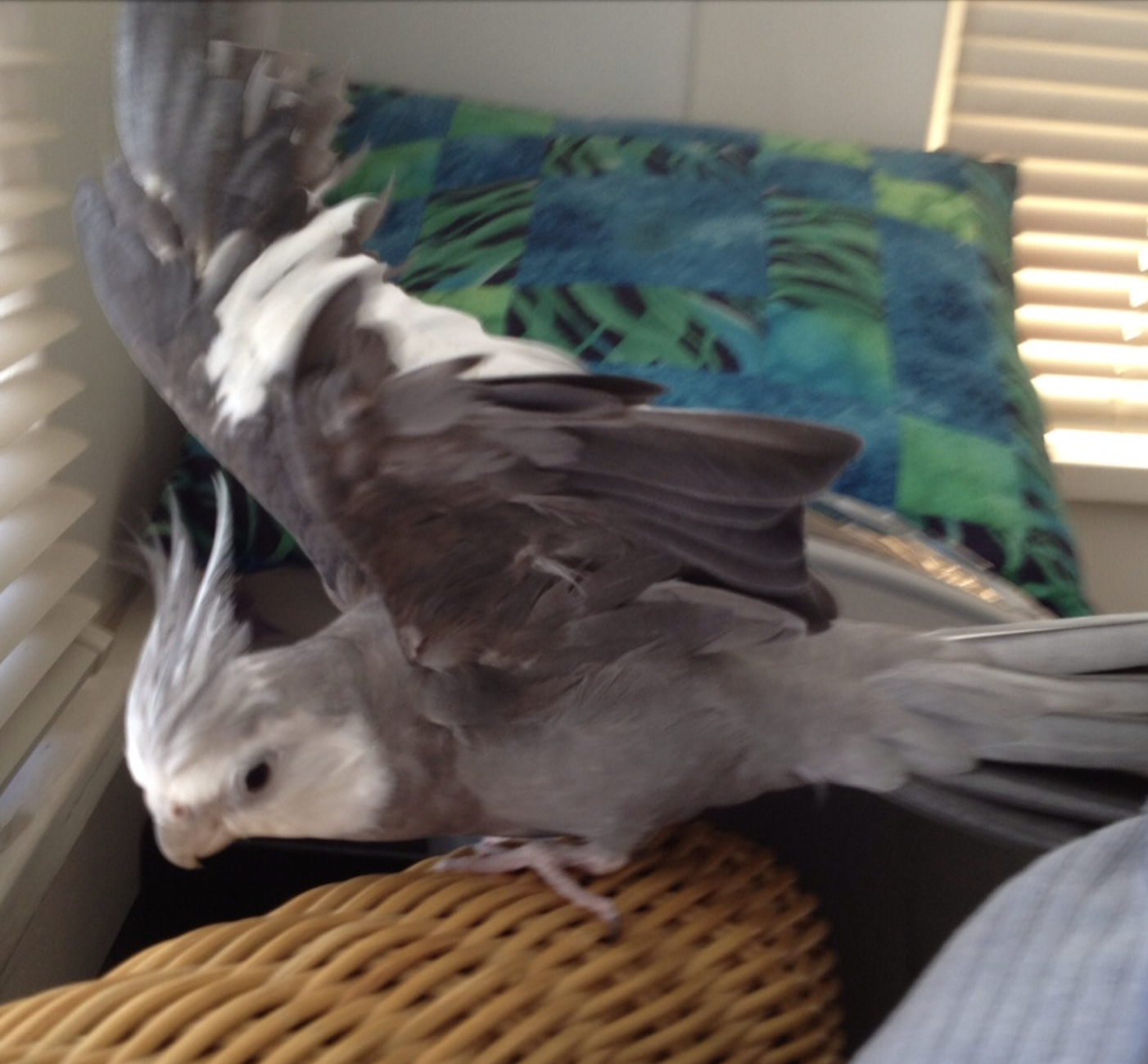 cockatiel flapping