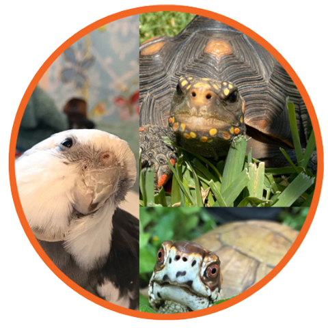 cockatiel tortoise box turtle