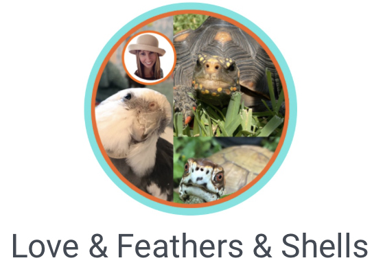 Love & Feathers & Shells logo