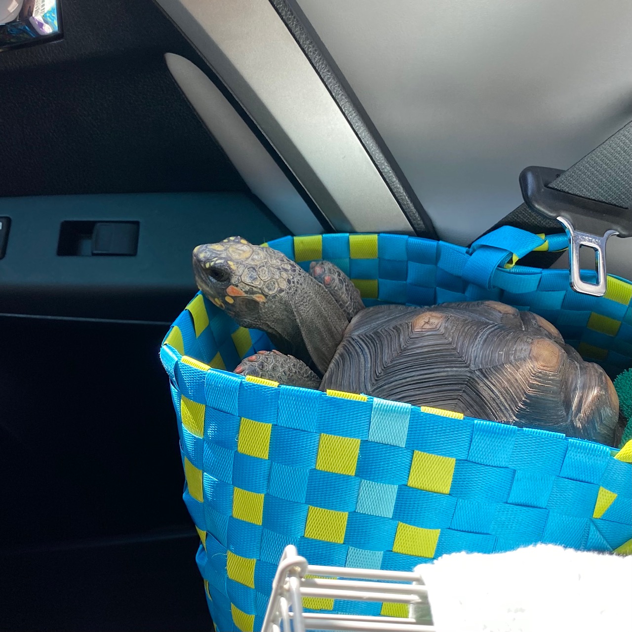 redfoot tortoise in carrier