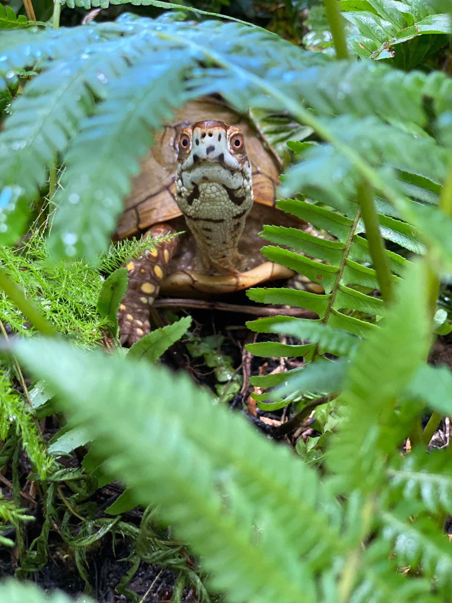 box turtle hiding in ferns