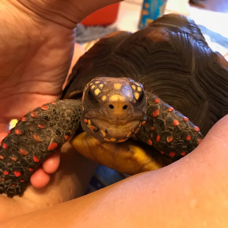 Redfoot tortoise pet