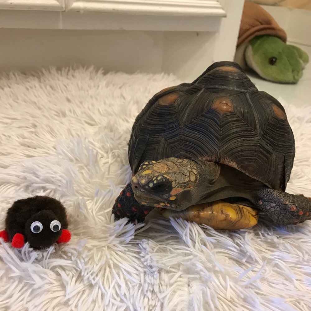 Tortoise weepul
