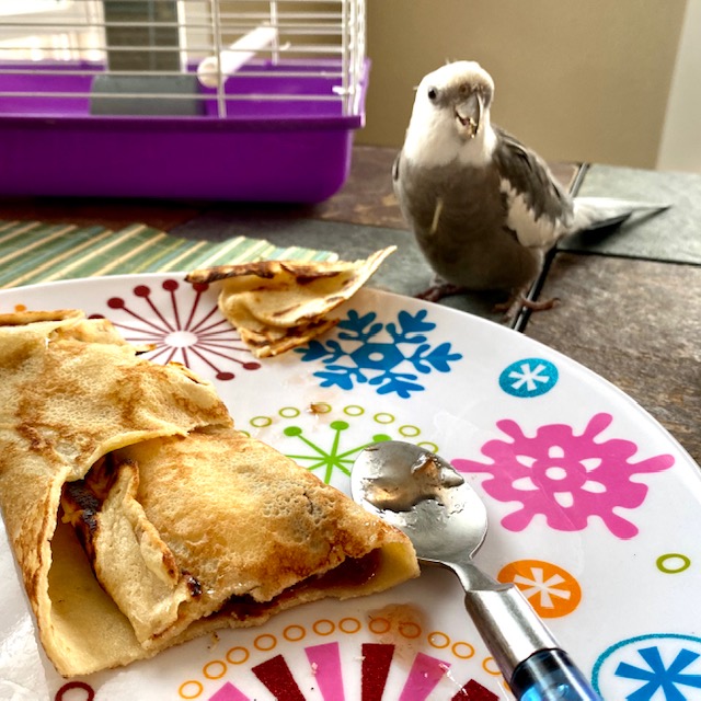 cockatiel eats off a plate