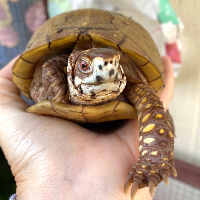 box turtle out of hibernation