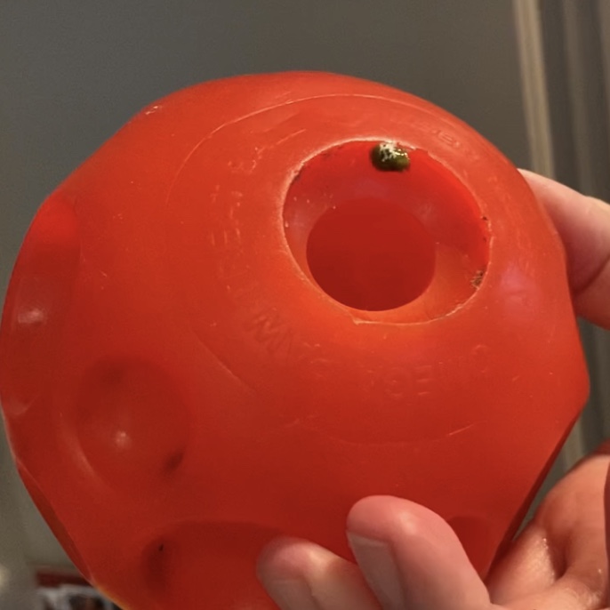 cockatiel poops on treat ball