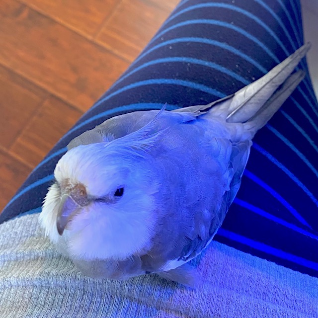 cockatiel sits in woman's lap