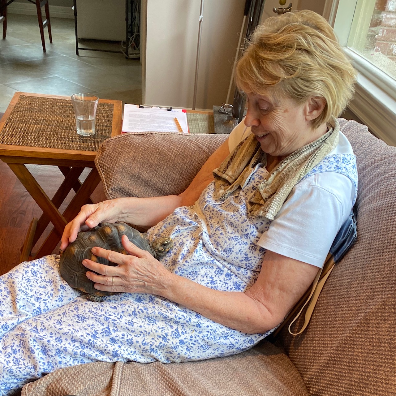 redfoot tortoise sits on person's lap