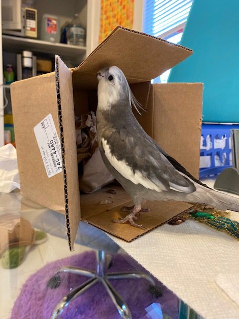 cockatiel plays with cardboard box