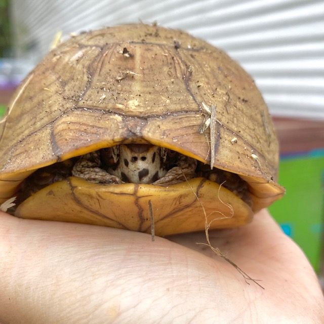 box turtle peeks out from shell