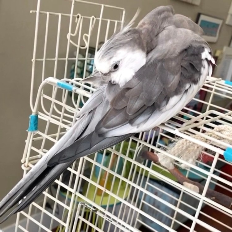 cockatiel preening