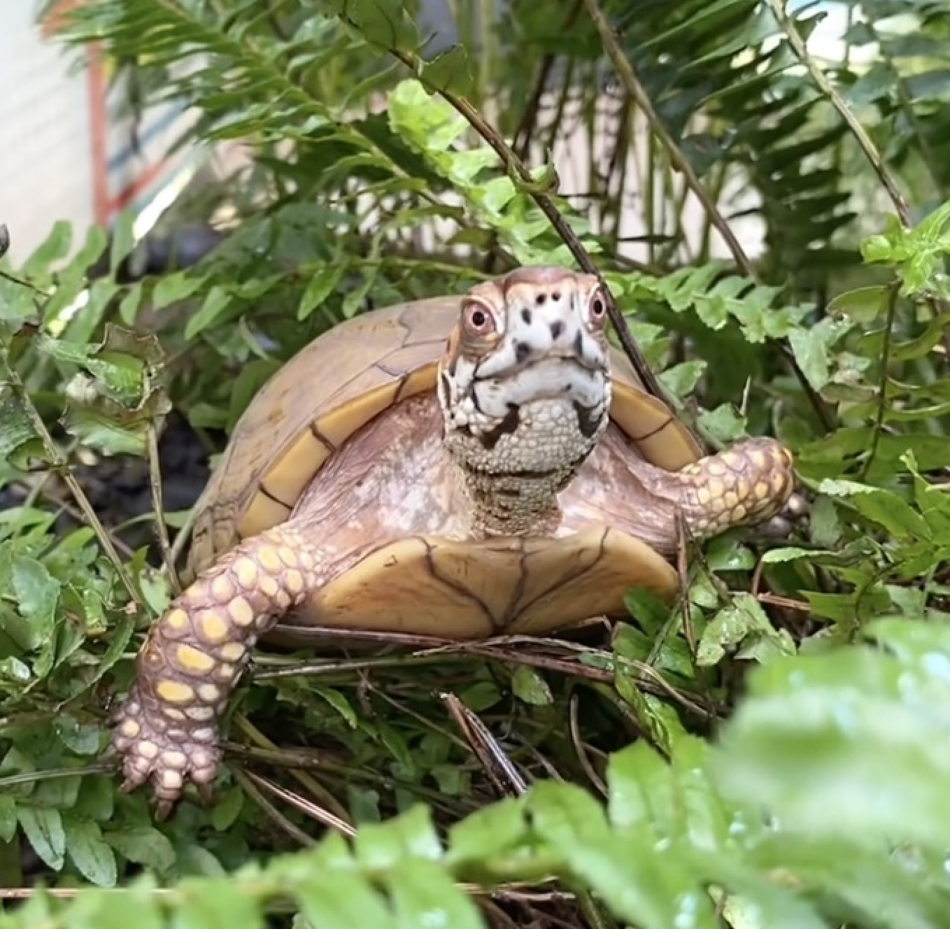box turtle climbs in fern