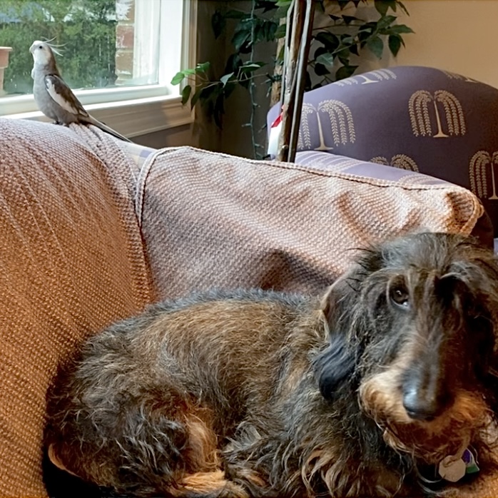 cockatiel and dachshund friends