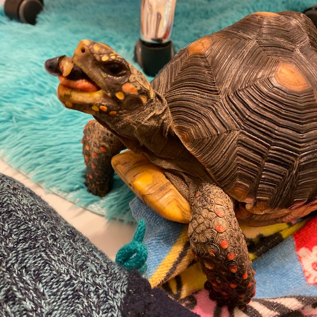 redfoot tortoise eats blueberry