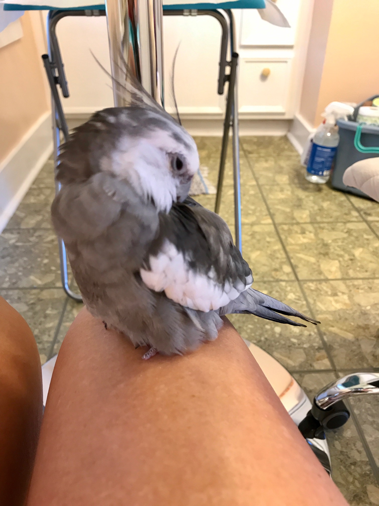 cockatiel preening feathers