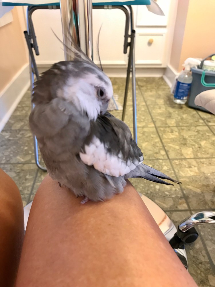 cockatiel preening feathers