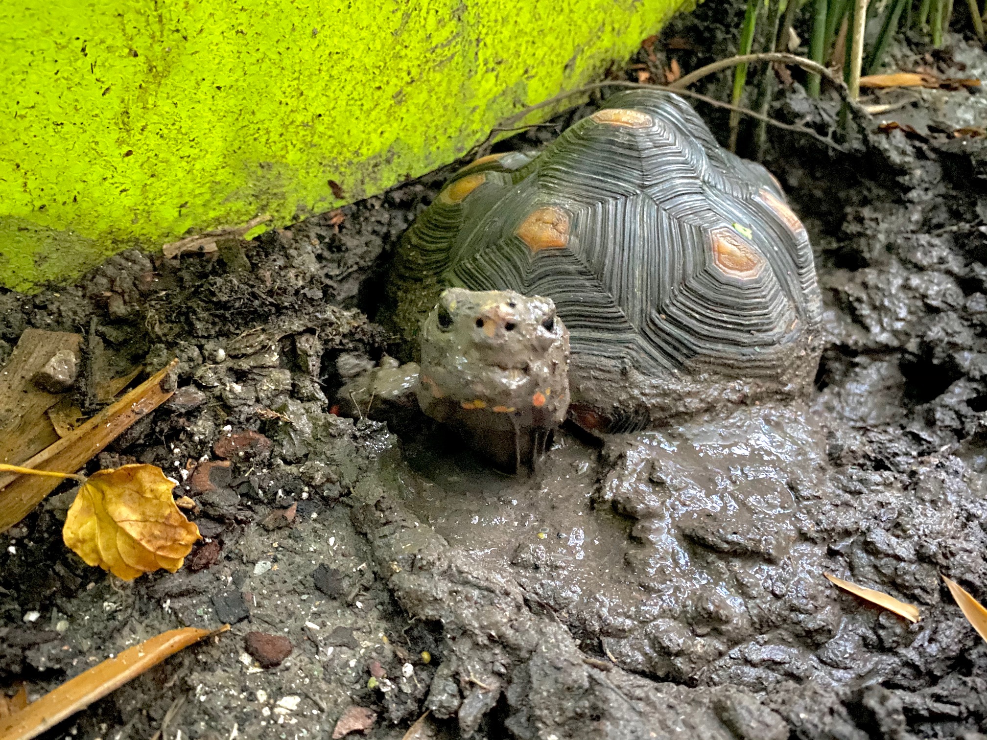 redfoot tortoise in mud wallow