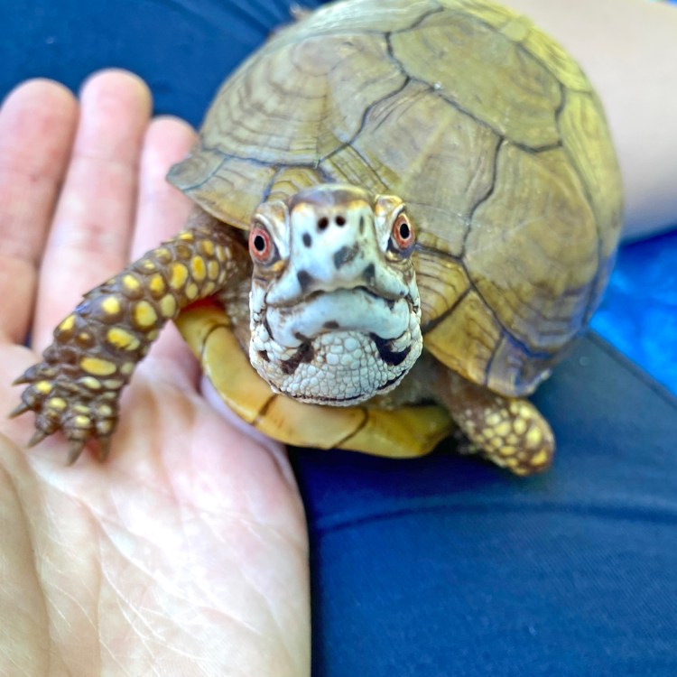 3-toed box turtle with rescue mom