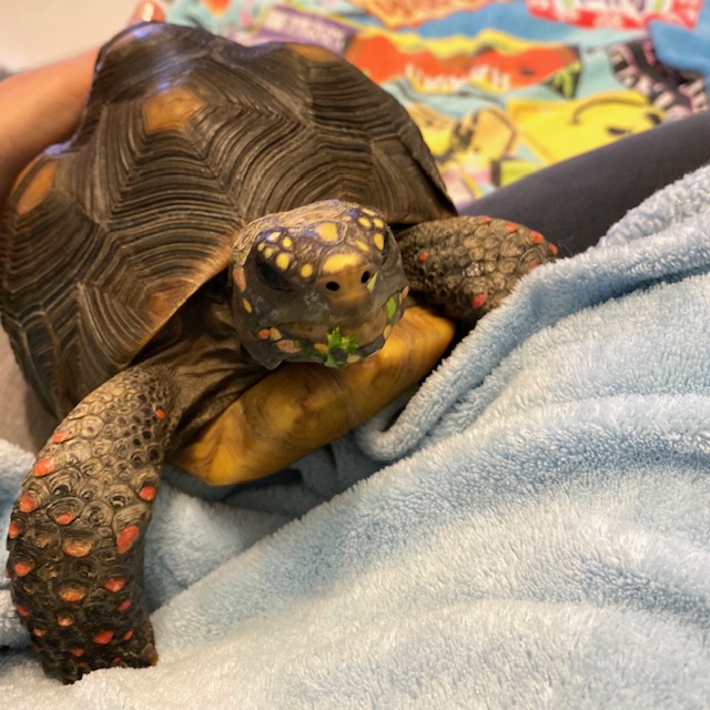 redfoot tortoise