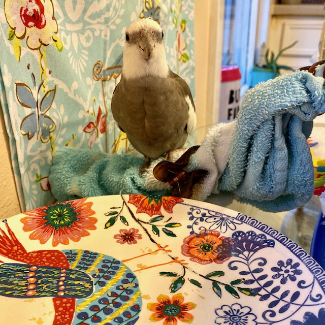 Cockatiel by empty plate
